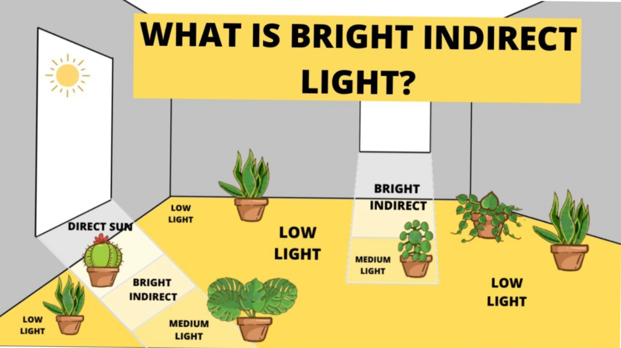 What Is Indirect Sunlight And Which Plants Grow Best In It 