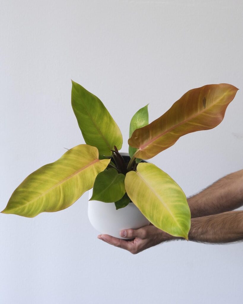 Orange-leaf philodendron