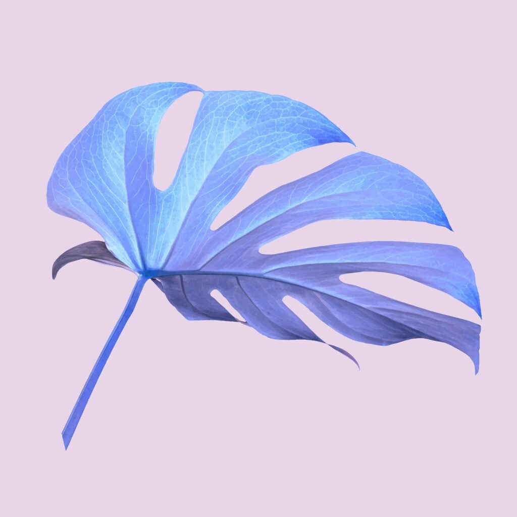 Purple-leaf philodendron