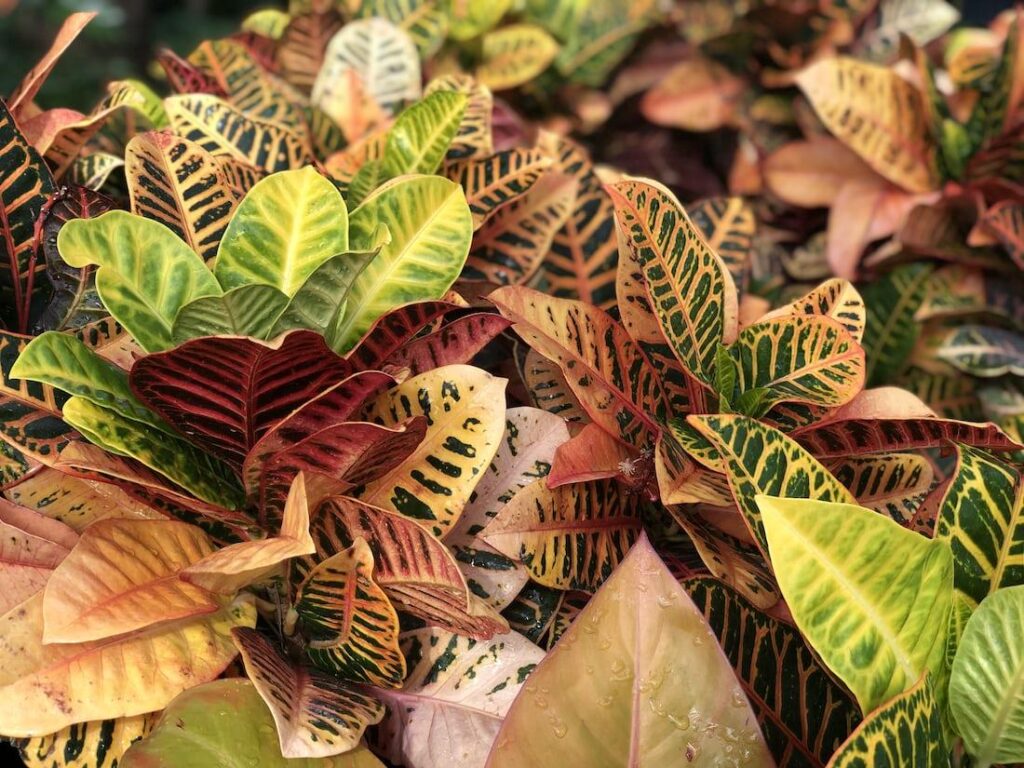 Yellow-leaf philodendron