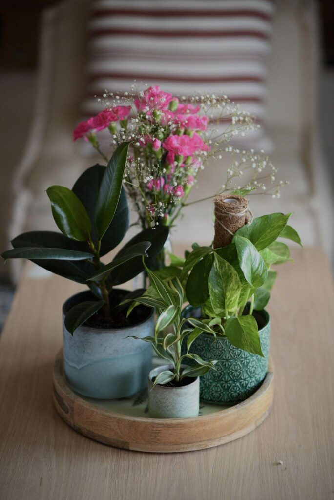 4 rubber plants on a table.