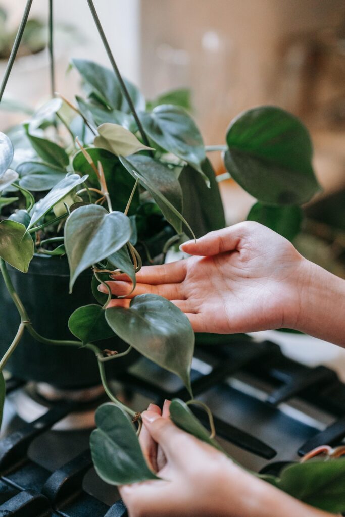  Heartleaf philodendron