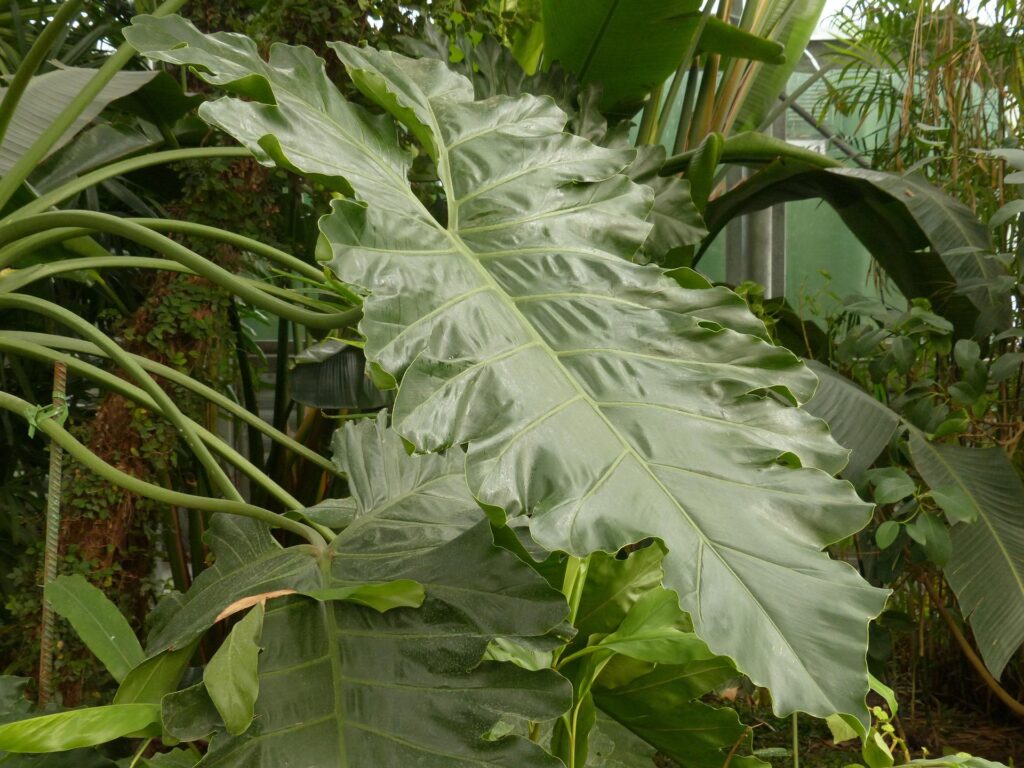 Philodendrons For Beginners