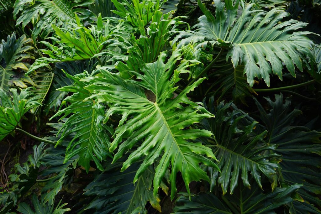 Tree philodendron