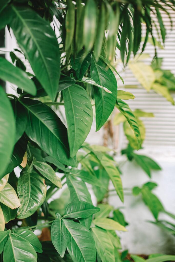 Saddle-leaf philodendron