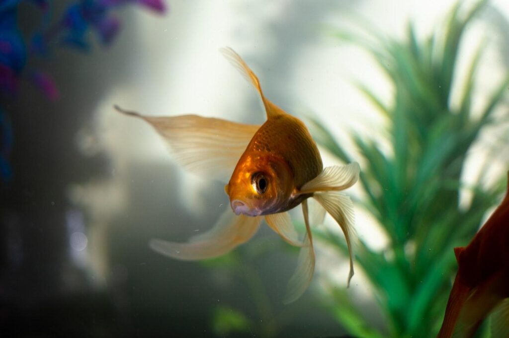 fish in aquarium