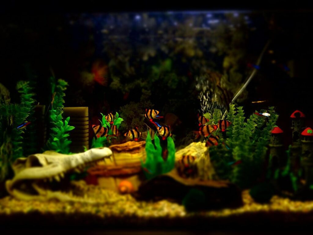 fishes and plants in aquarium