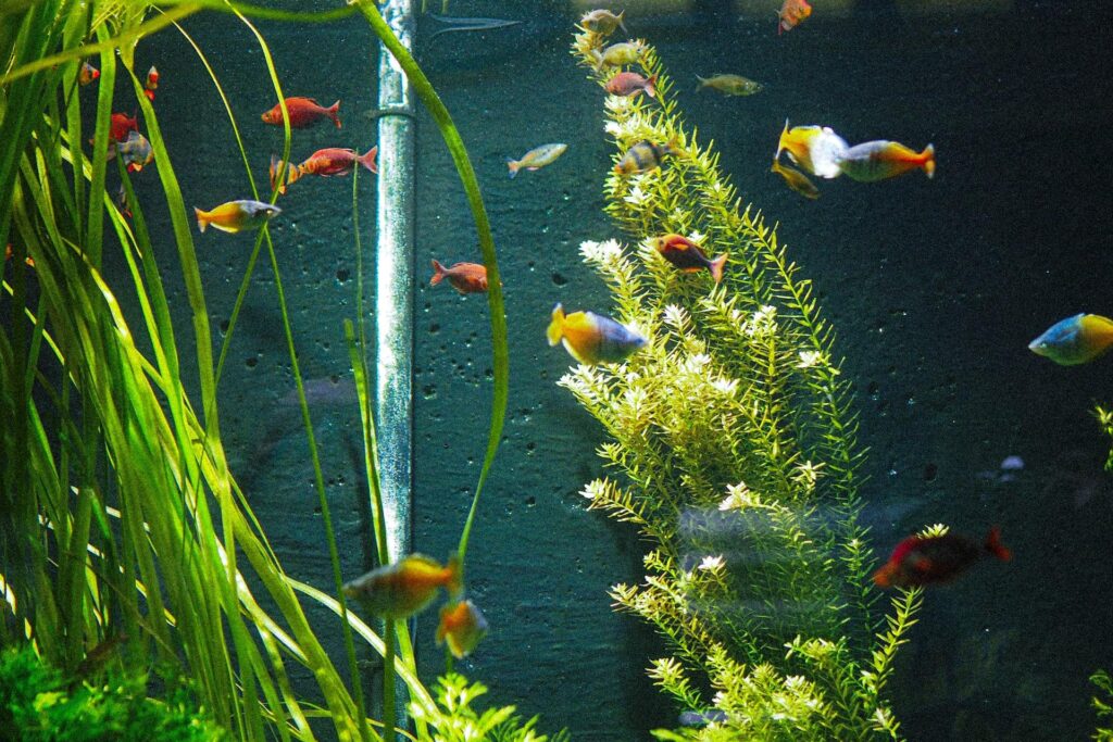 aquarium with fishes and plants