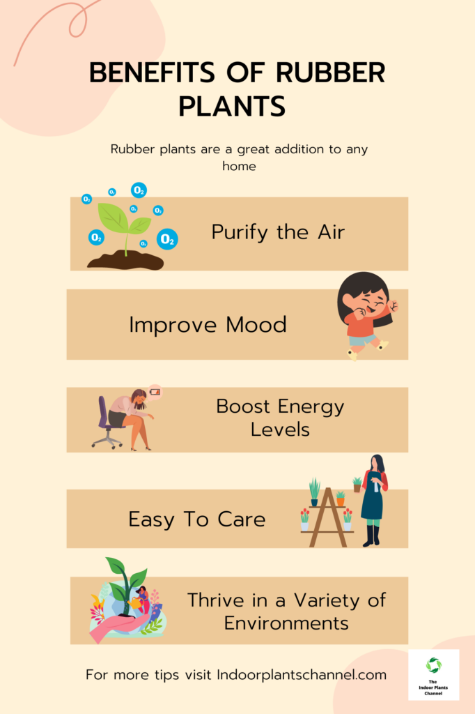 The Benefits Of Rubber Plants