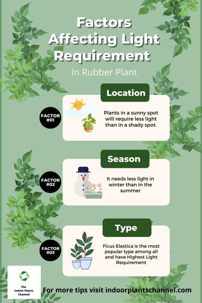 How Much Artificial Light Do Rubber Plants Need?