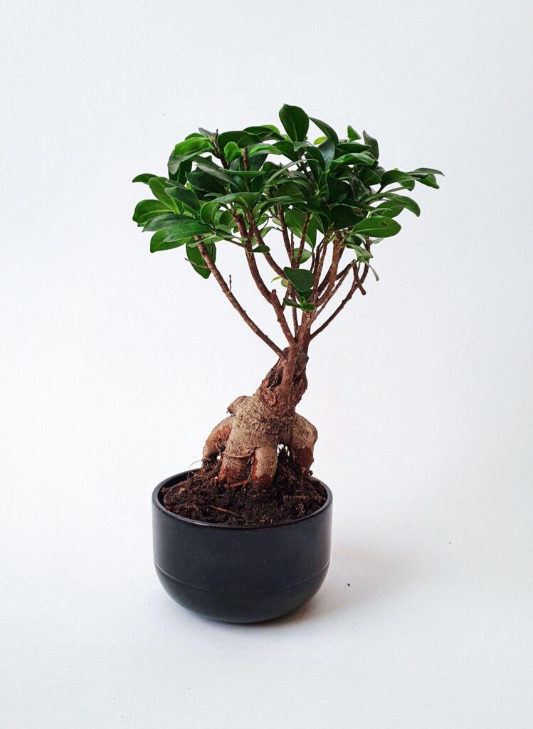 Ficus microcarpa