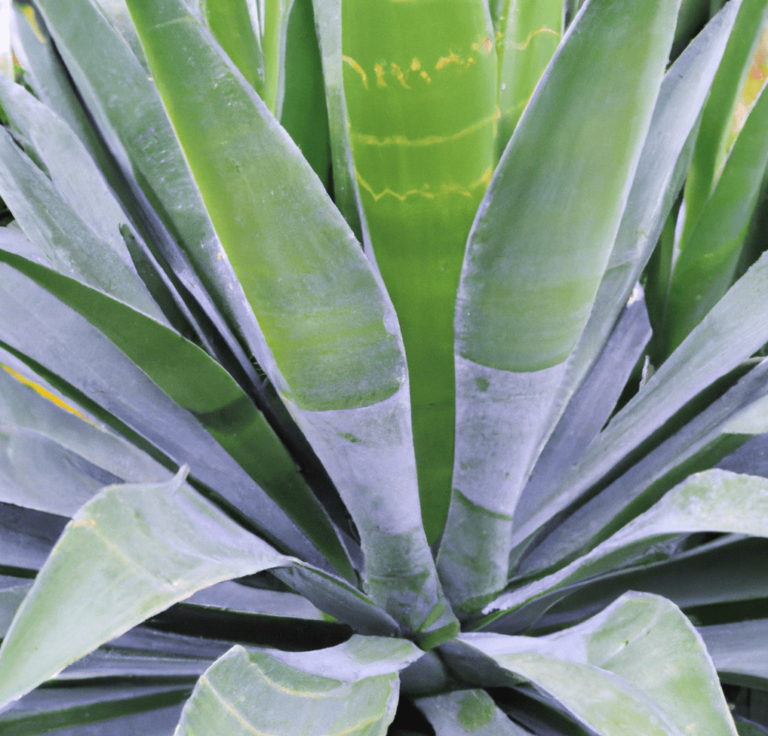 Agave