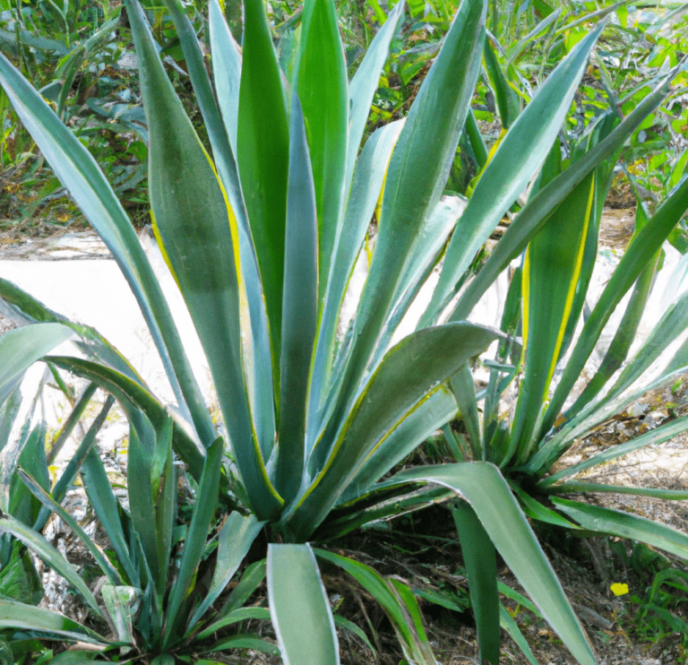 Agave