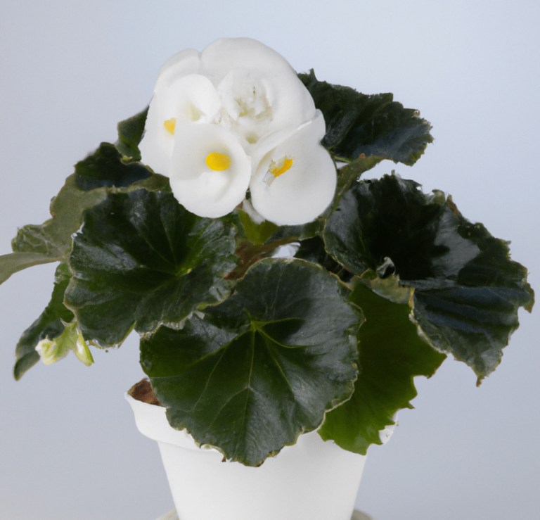 Begonia