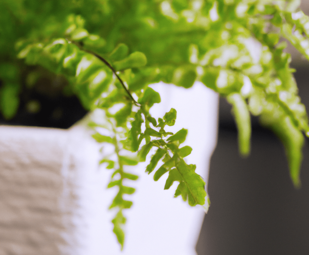 Boston fern