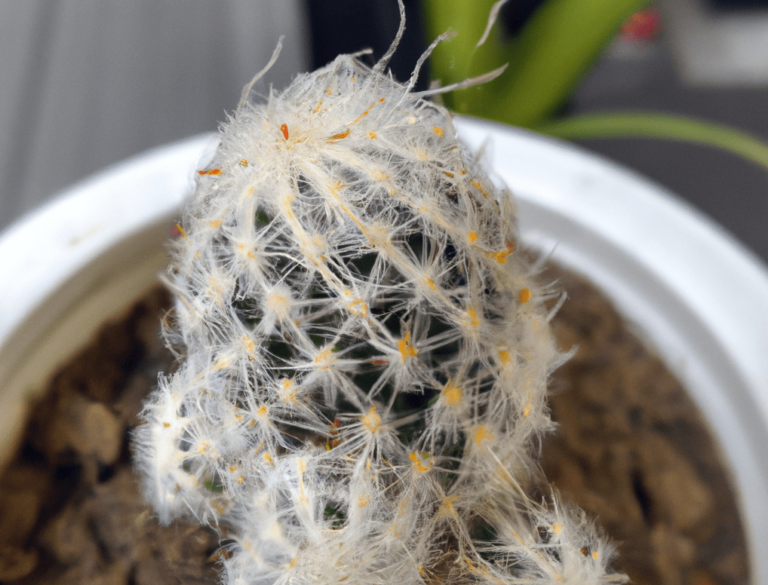 Slow-growing Cactus Plant