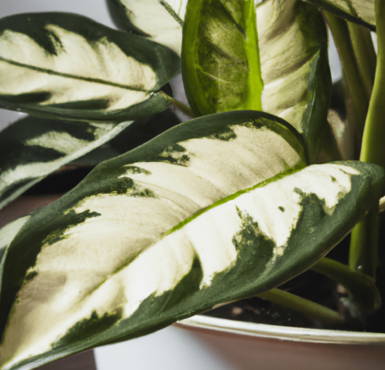 Chinese Evergreen