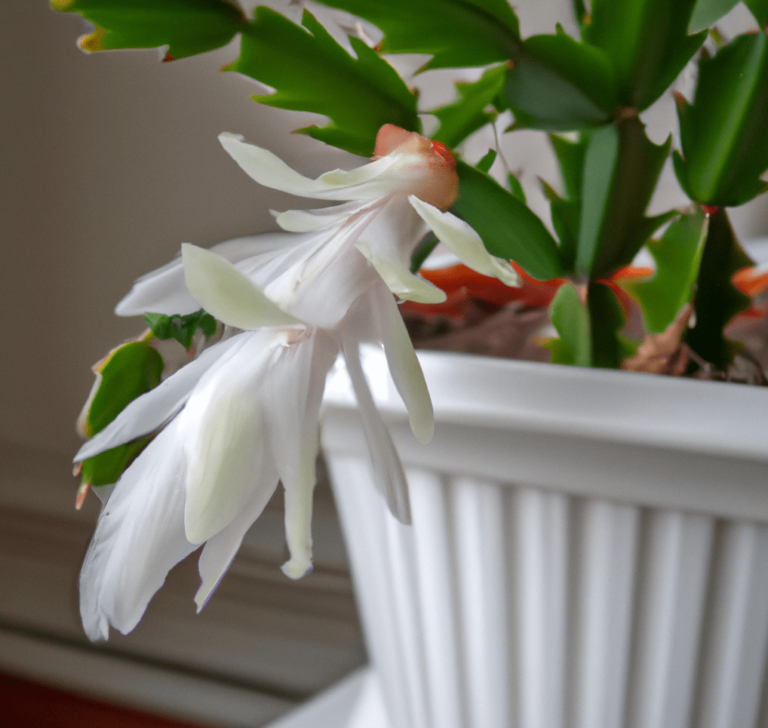 Christmas Cactus