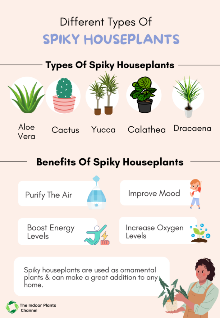 Different Types Of Spiky Houseplants