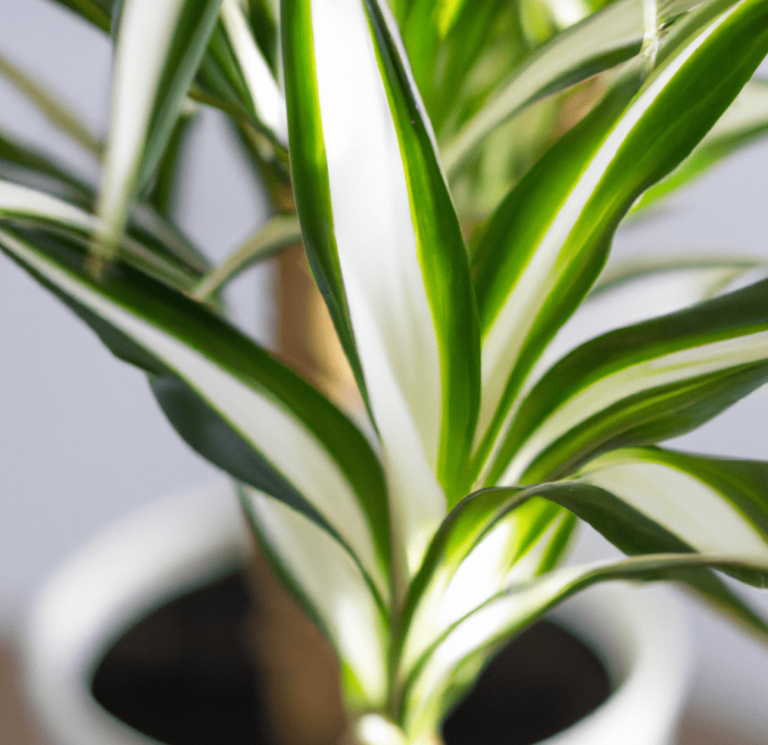 Dracaena