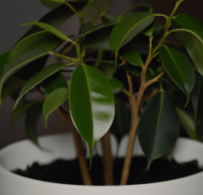 Ficus