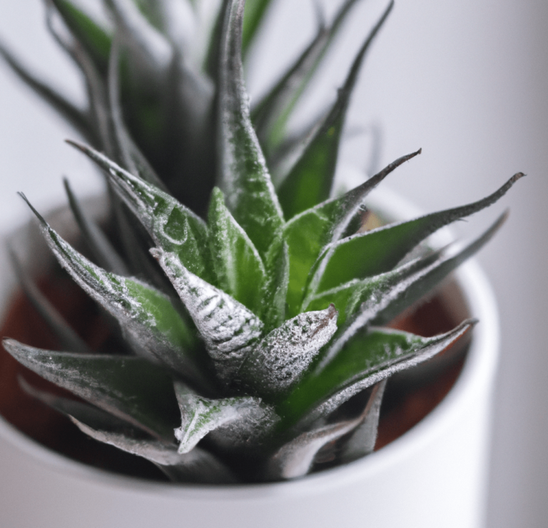 Haworthia 