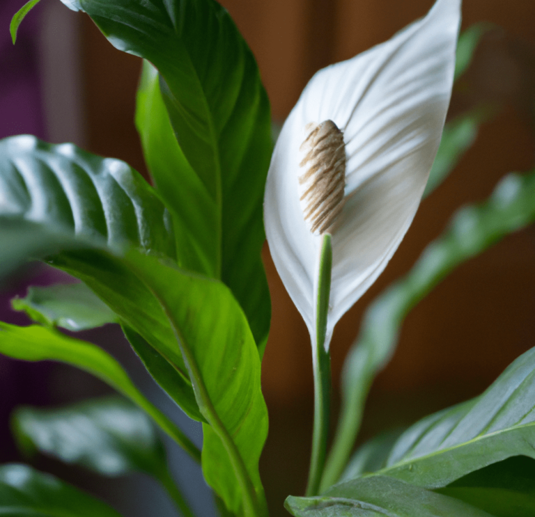 Peace lily