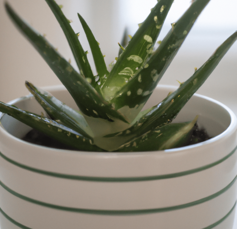 Photo of Aloe vera