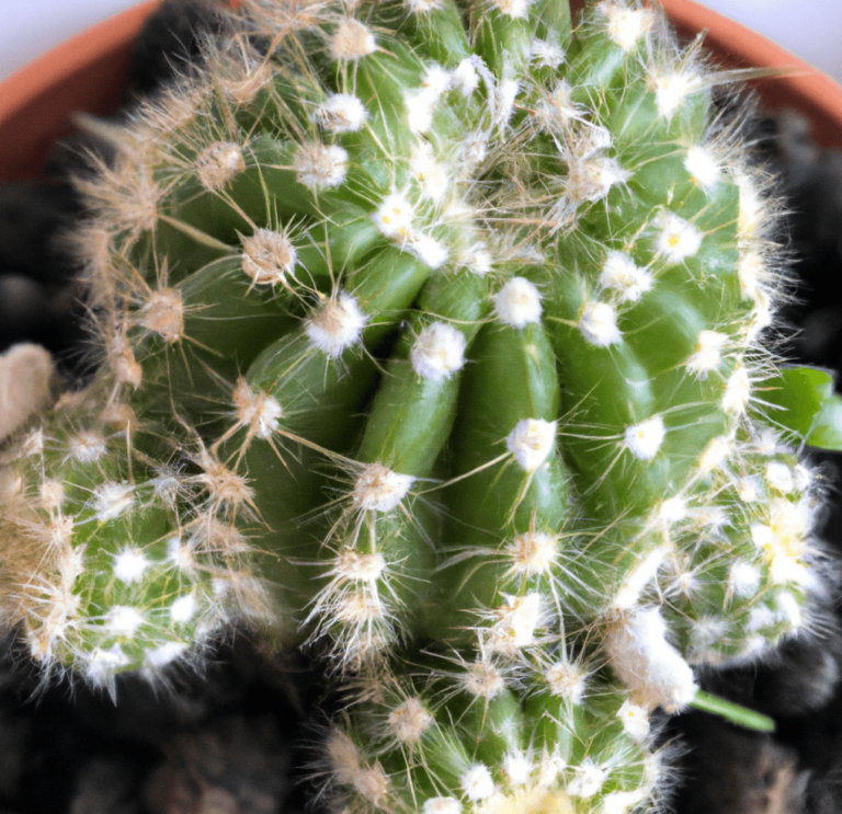 Saguaro Cactus 