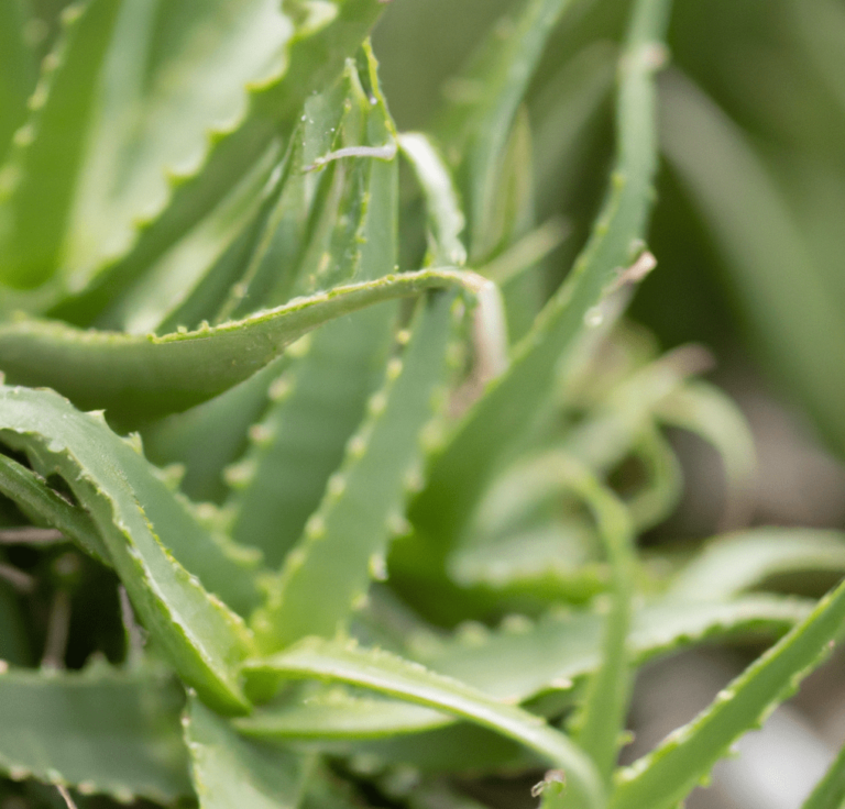 Shallow focus photo of aloe vera plants