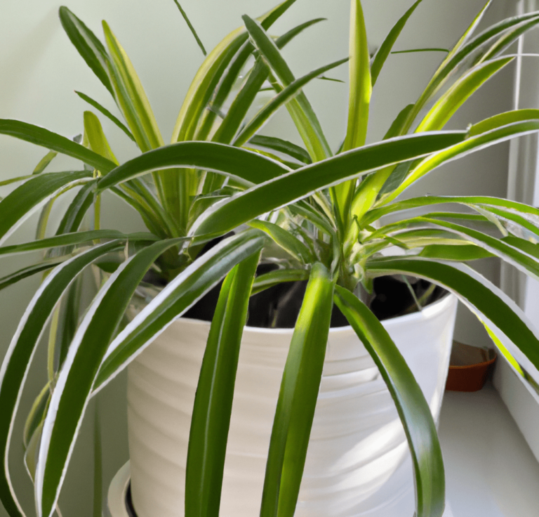 Spider plant