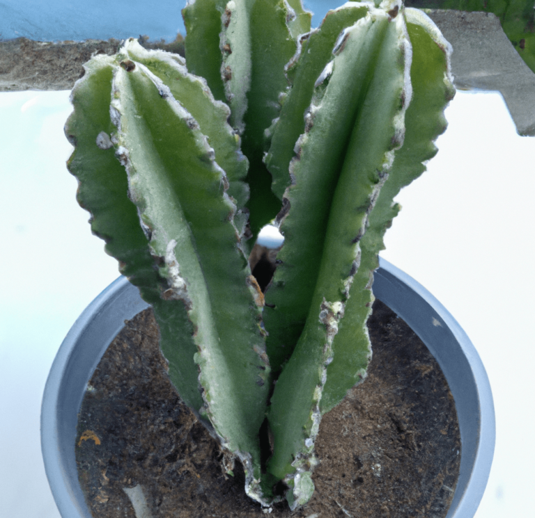 Cactus