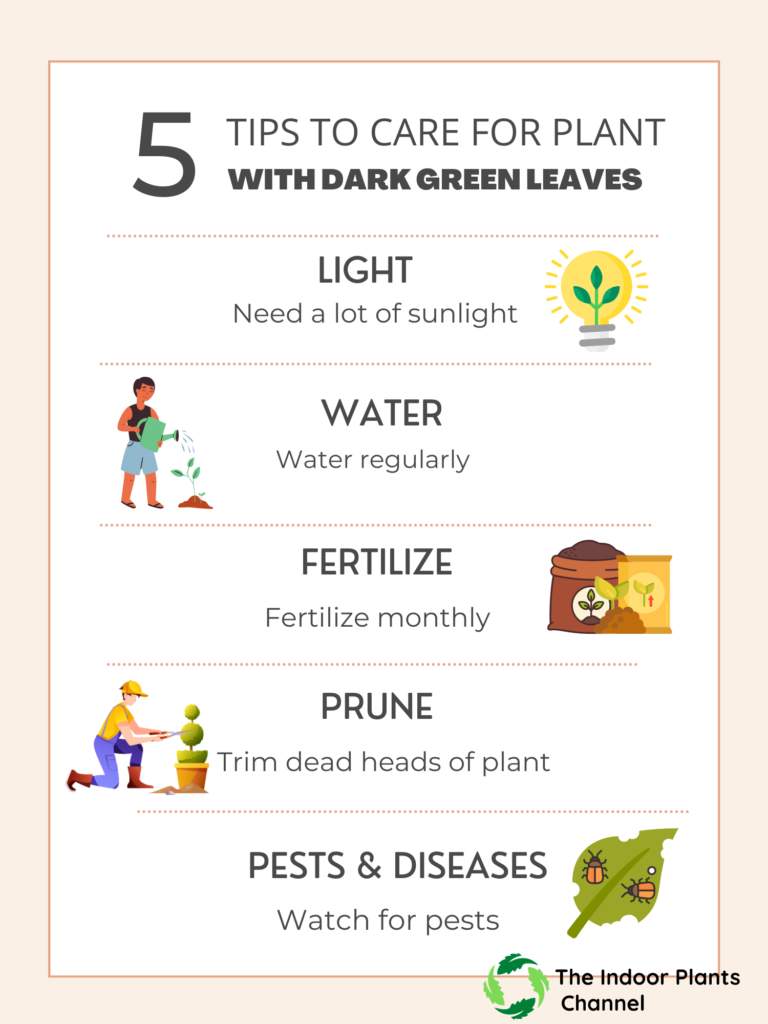 5 tips to care for plants.