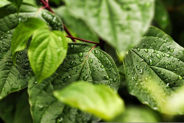 waxy leaves with water drops