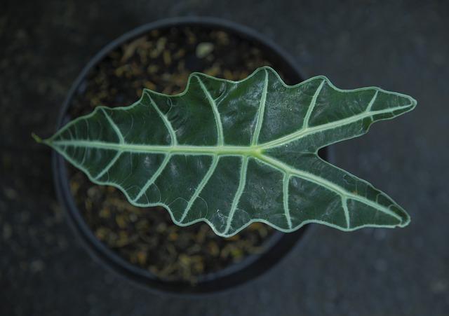 Alocasia