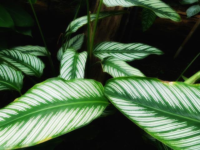 Calathea