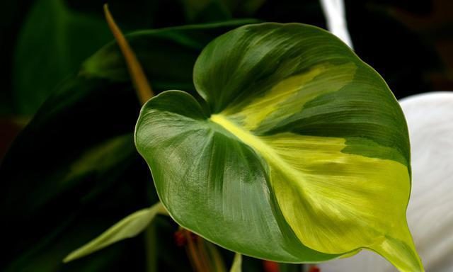 Philodendron