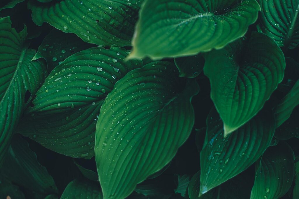 Green Leaves