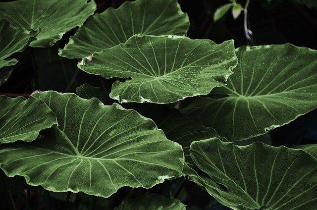 Waxy Leaf Houseplants