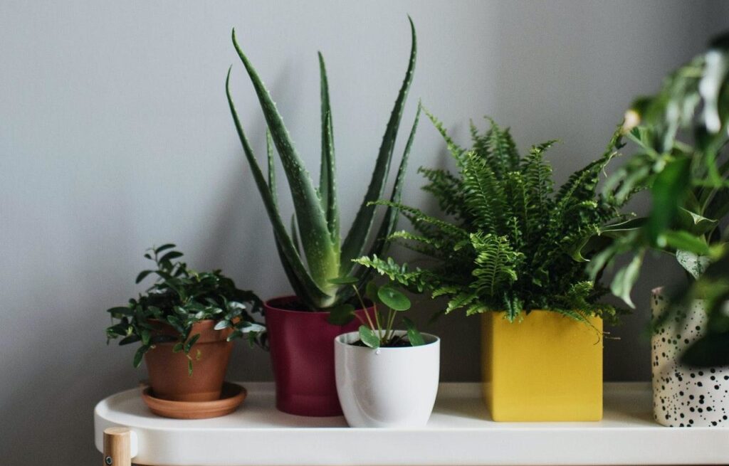 types spiky houseplants