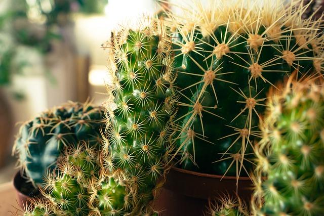 spiky houseplant