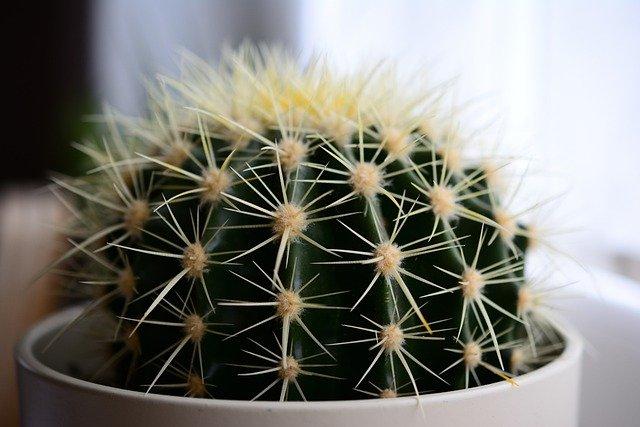 Spiky houseplant