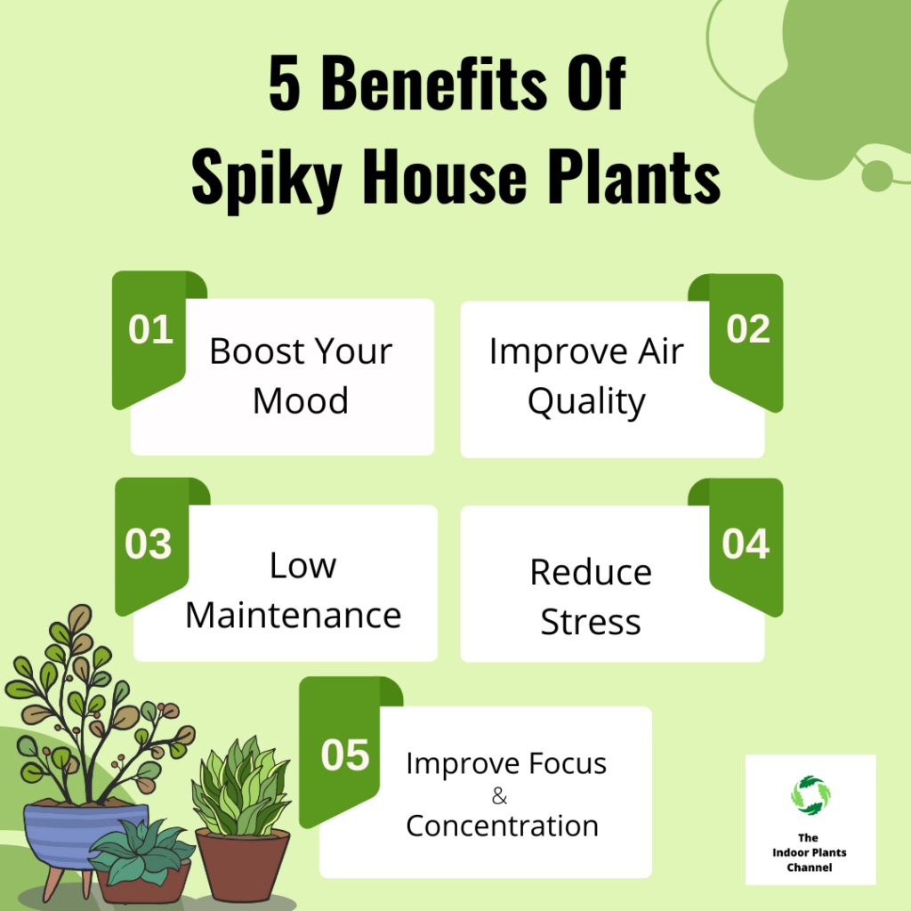 The Benefits Of Spiky Houseplants