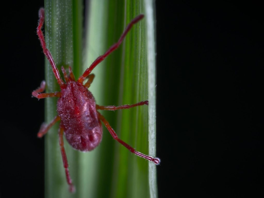 How To Identify Clover Mites On Your Plants