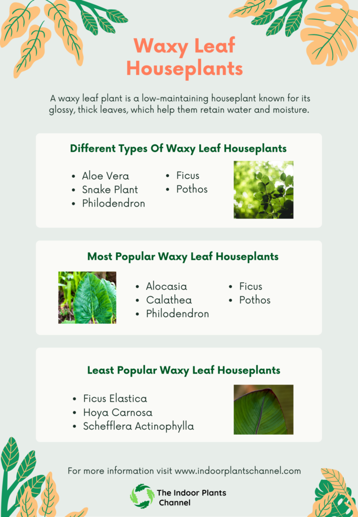 Different Types Of Waxy Leaf Houseplants