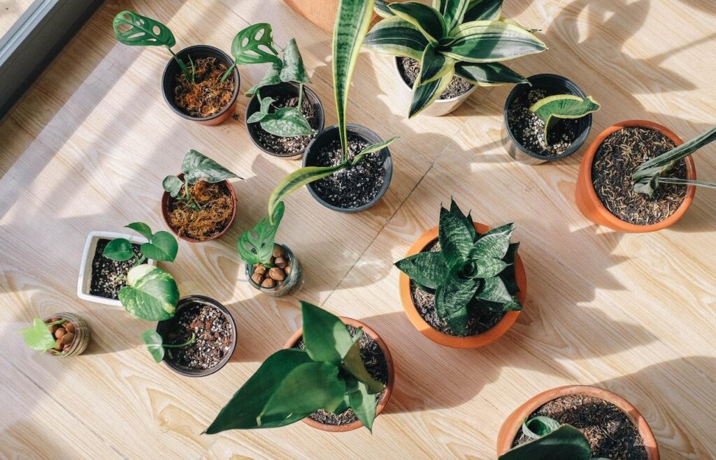 Most Popular Waxy Leaf Houseplants