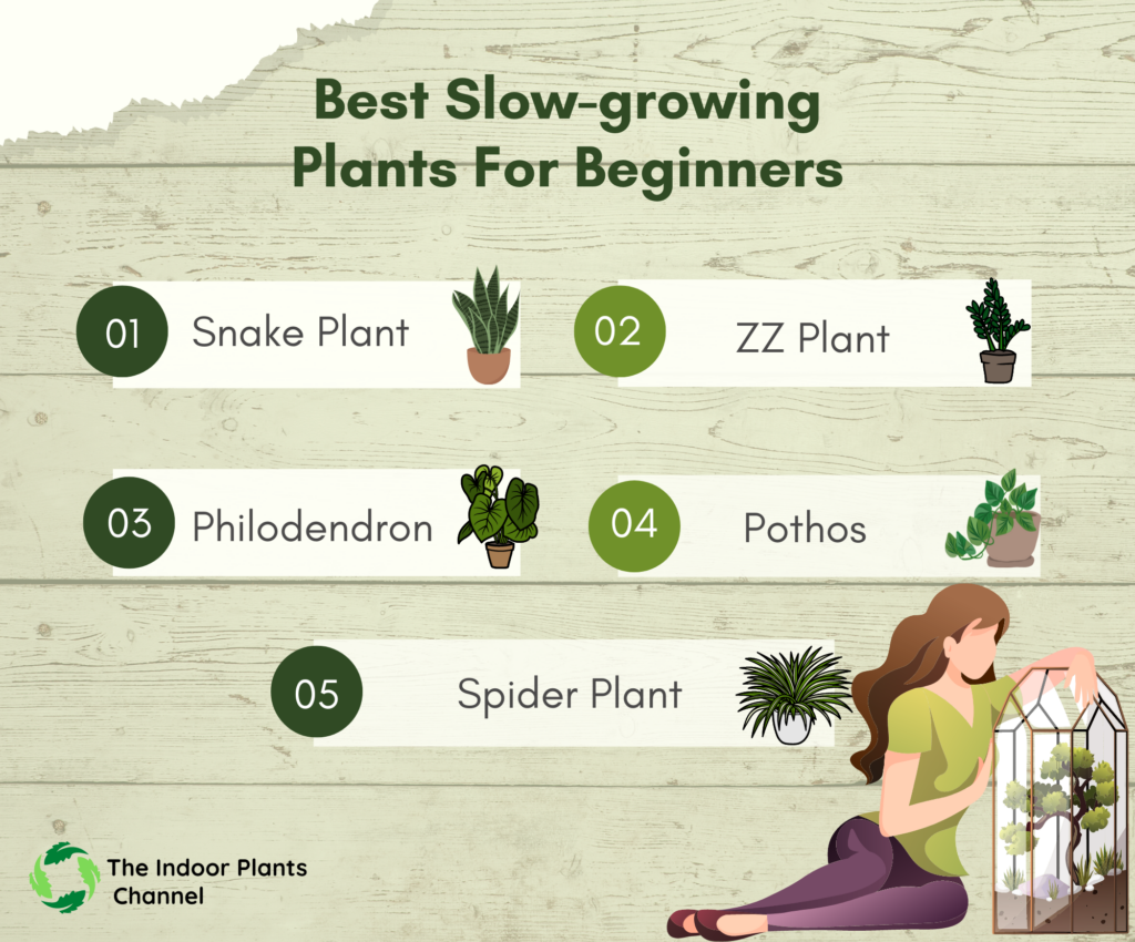 Best Slow growing Plants For Beginners