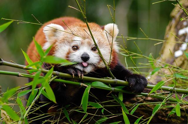 Red fox on a slow growing plant