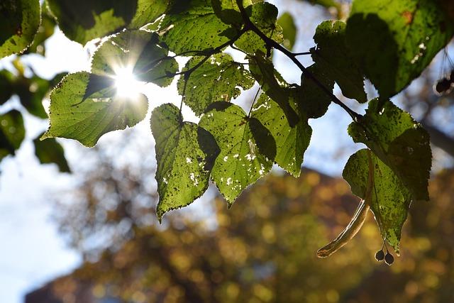 waxy leaves