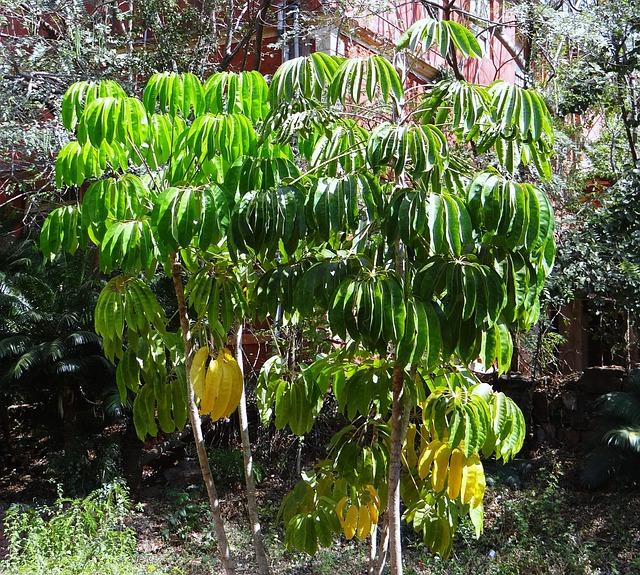 Schefflera Actinophylla